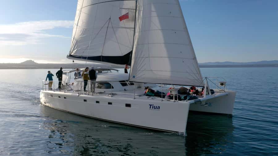 Lake Taupo: Luxury Sailing Catamaran to Māori Rock Carvings - Why this Lake Taupō cruise is worth your time