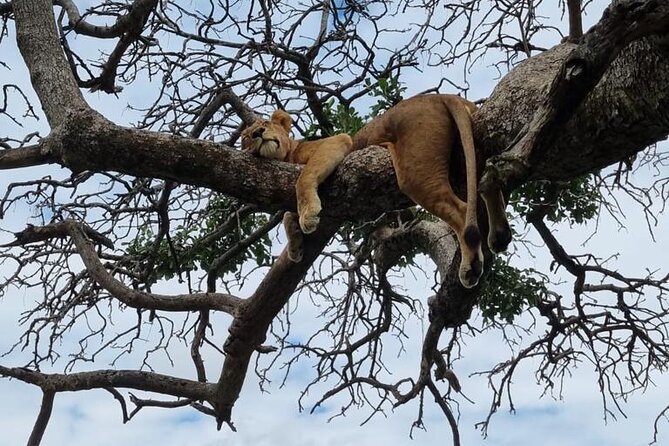 Leopard Luxury Safari in Tanzania - Tarangire: elephants, baobabs, and the permanent river