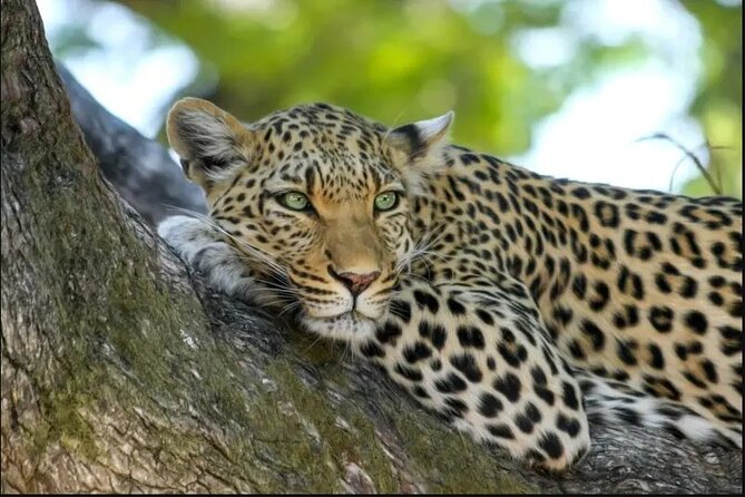Leopard Luxury Safari in Tanzania - Lake Manyara: forest, escarpment, and water birds