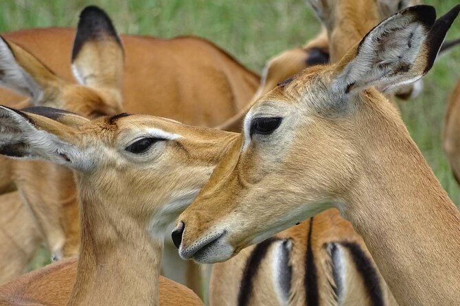 Leopard Luxury Safari in Tanzania - What the $5,784 price covers
