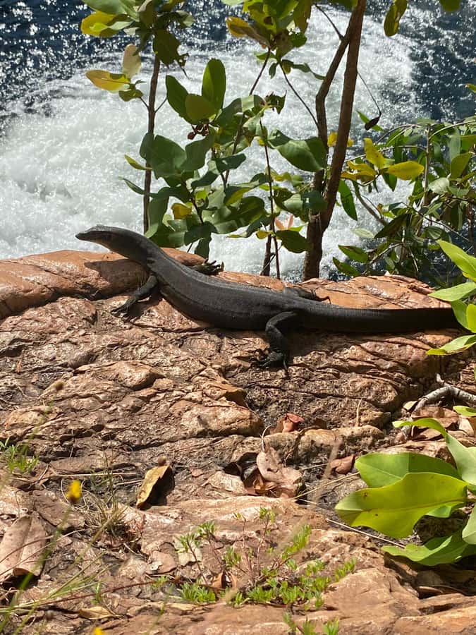 Litchfield VIP Tours, Litchfield National Park, Day Tours, - Tolmer Falls adds a quieter scenic pause