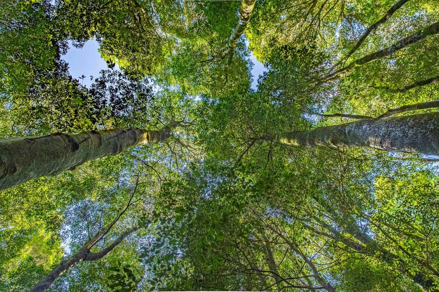 Luxury Blue Mountains Escape The Crowds Tour - Featherdale and the difference between tour options