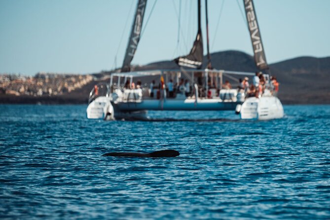 Luxury Catamaran Cruise with Brunch and Unlimited Drinks - Is the $72.59 price good value?