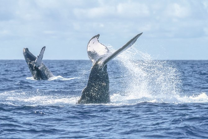 Luxury Catamaran Whale Watching Cabo San Lucas - The Arch, sea lions, and Cabo’s famous beaches
