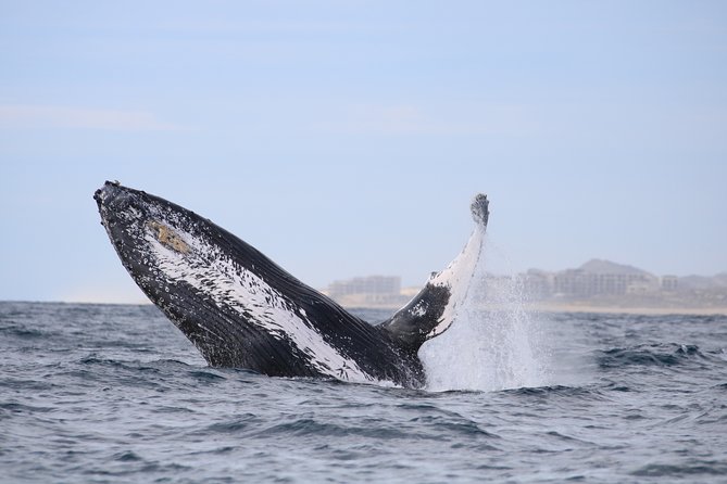 Luxury Catamaran Whale Watching Cabo San Lucas - Two hours searching the Sea of Cortez