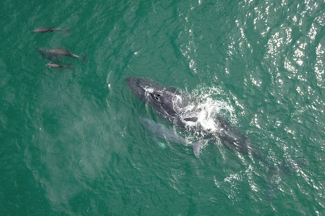 Luxury Catamaran Whale Watching Cabo San Lucas - Hearing whales through the hydrophone