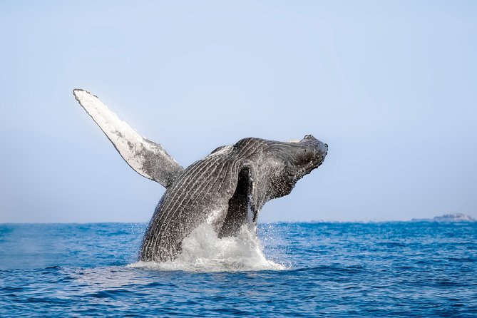 Luxury Catamaran Whale Watching Cabo San Lucas - Food, drinks, and the meaning of luxury