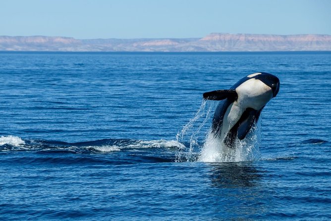 Luxury Catamaran Whale Watching Cabo San Lucas - Comfort and safety on a moving boat