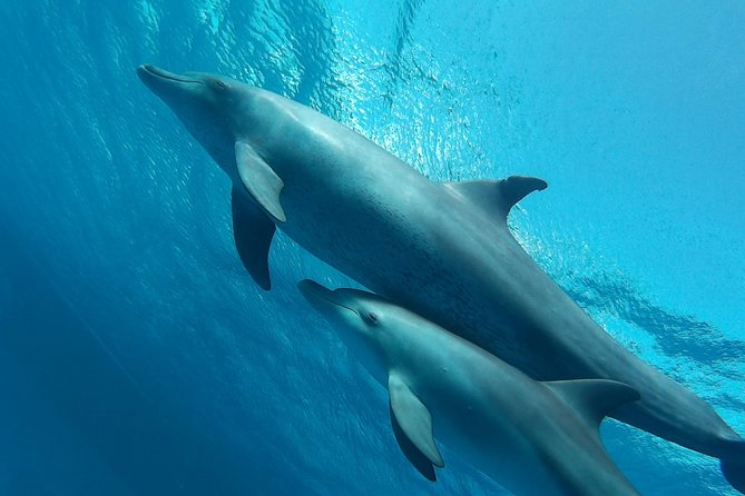 Luxury Cruise inc. Snorkeling/Massage/Island/water sport & Lunch - An early start from Hurghada