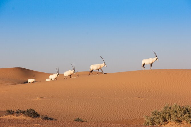 Luxury Desert Safari with Michelin-Curated Fine Dining Experience - Falconry at sunset, with a short but memorable show