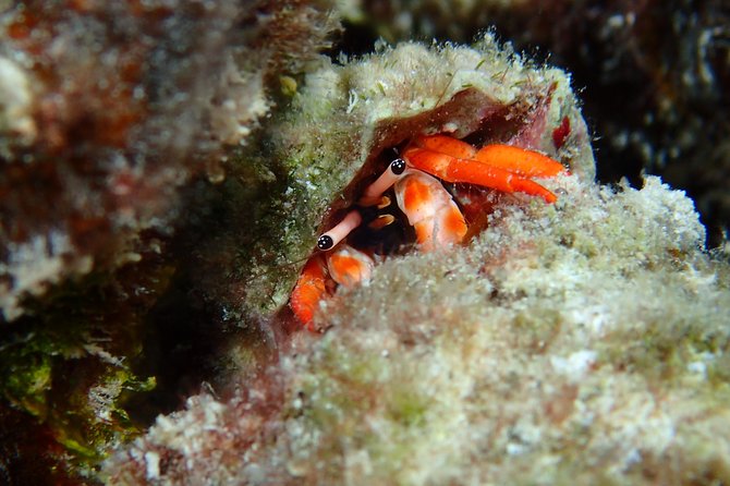 Luxury Full Day Snorkeling - Who will get the most from this day