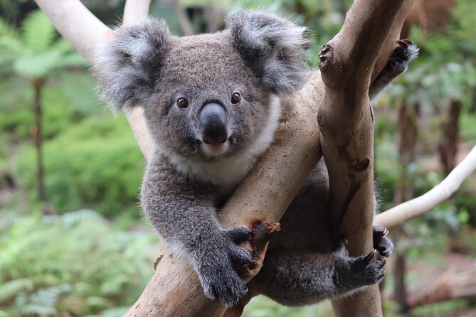 Luxury Hunter Valley Wildlife & Wine Tasting Tour from Sydney - Cheese, olive oil, and chocolate at Fat Cow