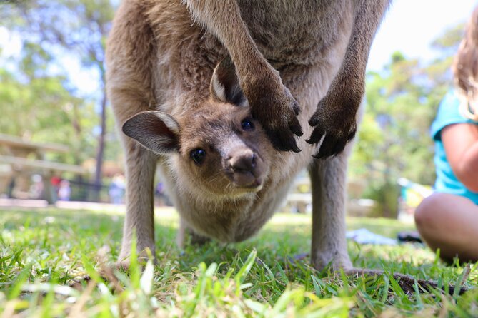 Luxury Hunter Valley Wildlife & Wine Tasting Tour from Sydney - Comfort, weather, and what to wear