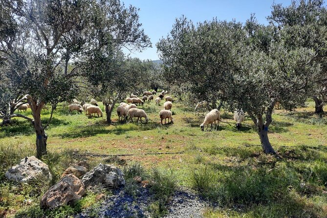 LUXURY Jeep Safari WRANGLER CRETE (also for CRUISE SHIPS) - Sfendili and the Aposelemis Dam