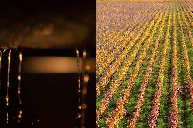 Luxury Luxury Wine Tour Experience - Three estate visits with different winemaking ideas