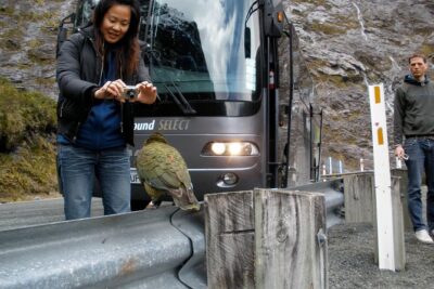 Luxury Milford Sound Coach and Scenic Cruise