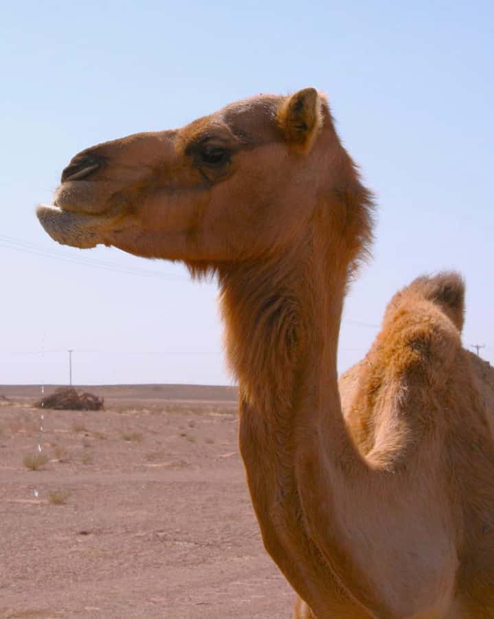 Luxury Overnight Desert Safari in Salalah - A Bedouin-style camp with a practical warning