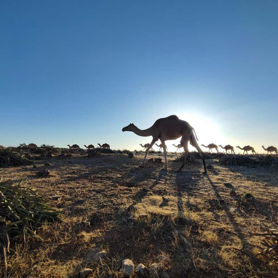 Luxury Overnight Desert Safari in Salalah - What $245 per person really buys