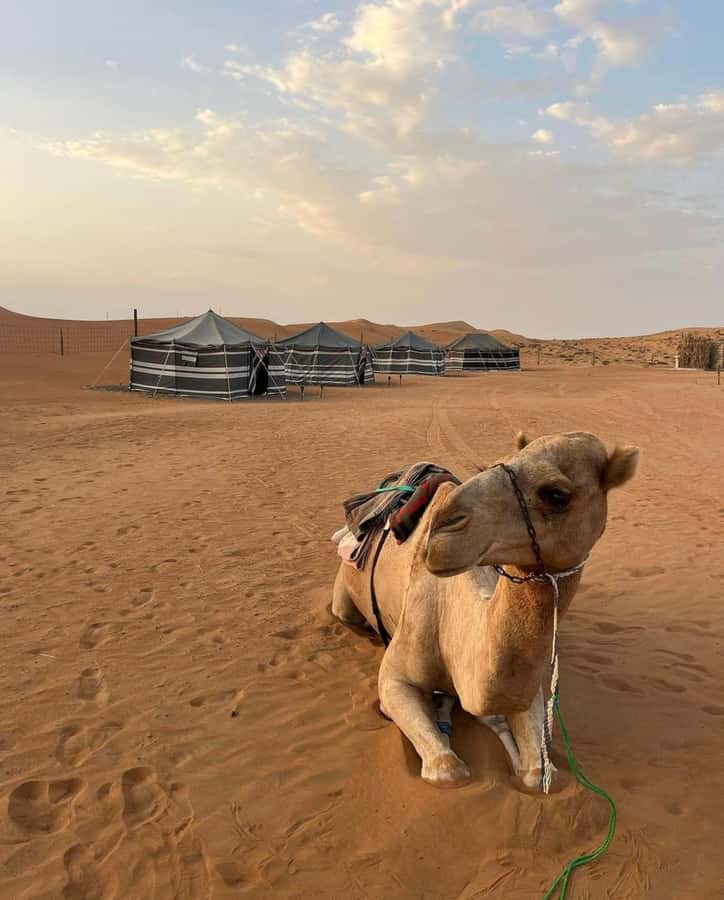 Luxury Overnight Desert Safari in Salalah - Wadi Dawkah and the scent of frankincense