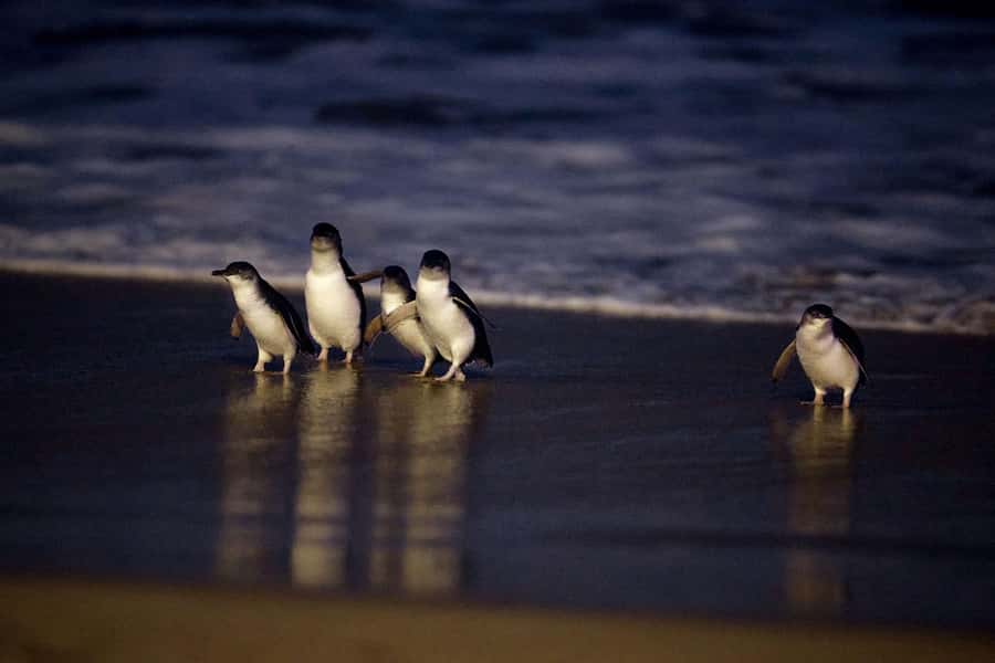 Luxury Phillip Island Tour for Families & Explorers 10 Max - Who should book this tour?
