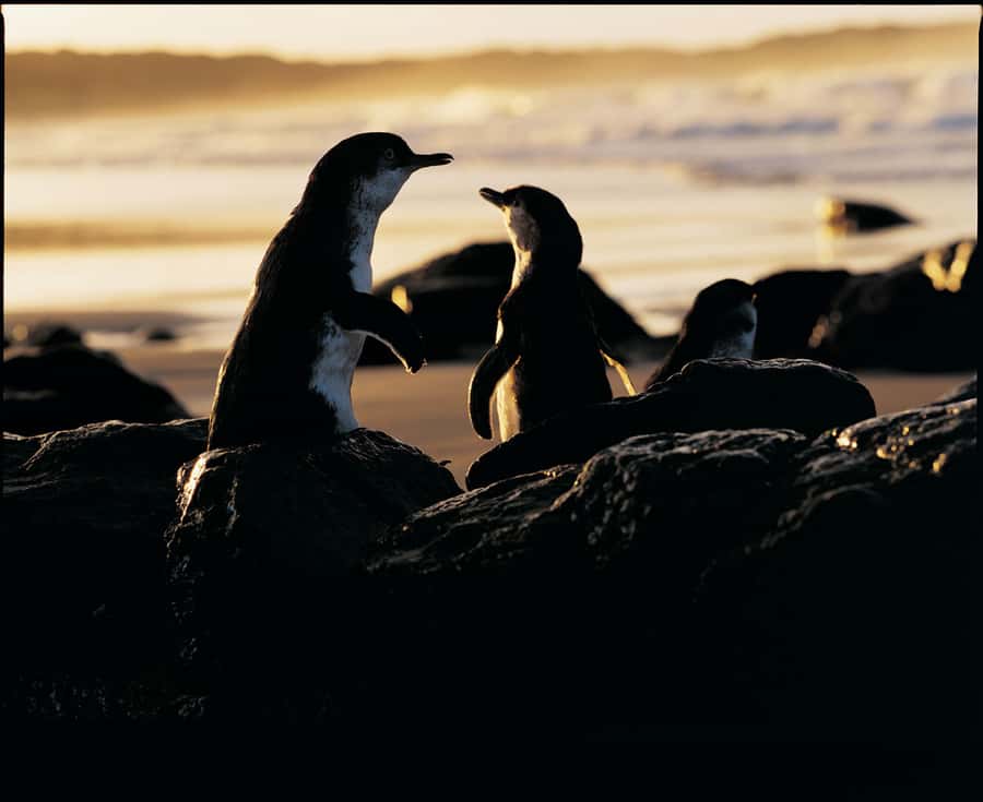 Luxury Phillip Island Tour for Families & Explorers 10 Max - Why this Phillip Island day trip works