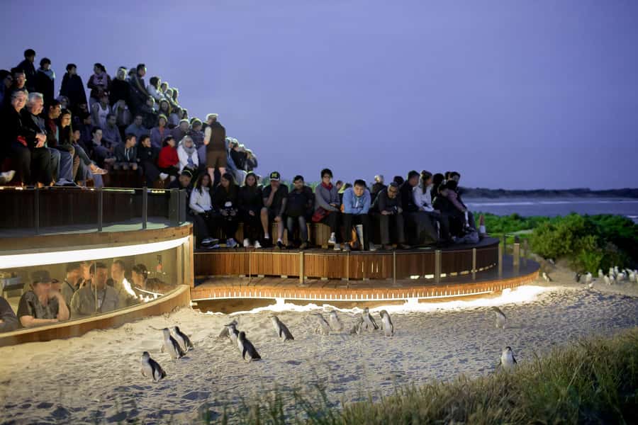 Luxury Phillip Island Tour for Families & Explorers 10 Max - Choosing chocolate or Cape Woolamai