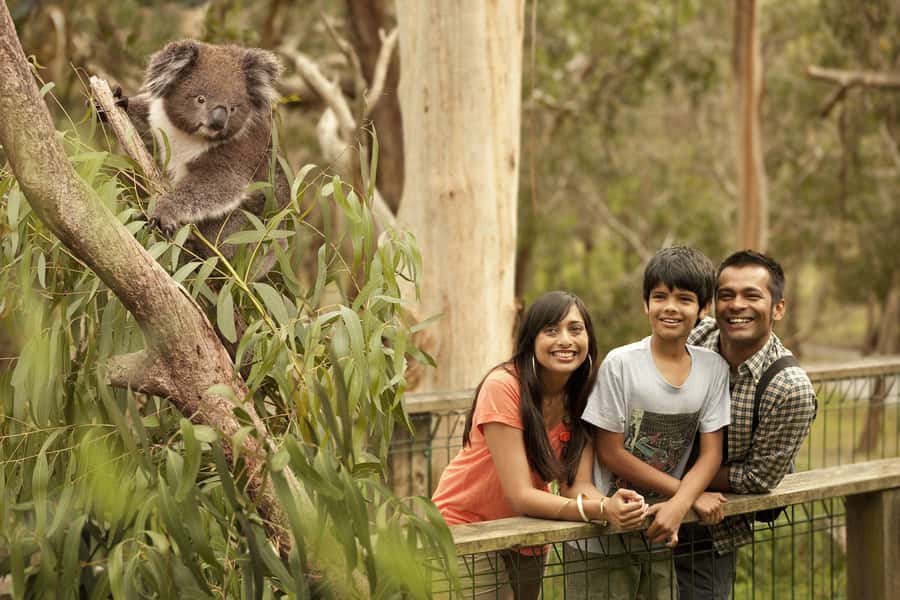 Luxury Phillip Island Tour for Families & Explorers 10 Max - Looking for wallabies and Cape Barren geese