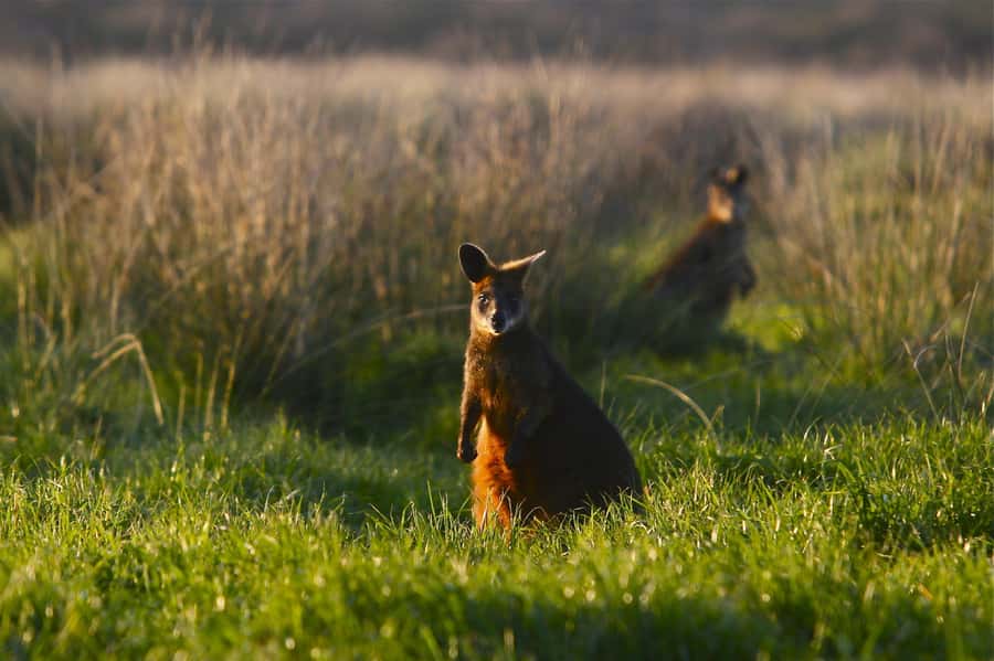 Luxury Phillip Island Tour for Families & Explorers 10 Max - Walking The Nobbies before sunset
