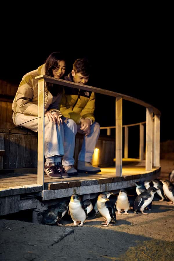 Luxury Phillip Island Tour for Families & Explorers 10 Max - The Penguin Parade after dark
