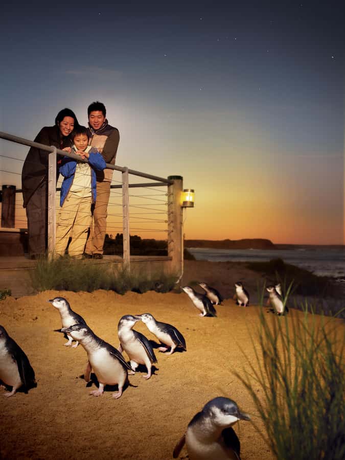 Luxury Phillip Island Tour for Families & Explorers 10 Max - The two-hour return to Melbourne