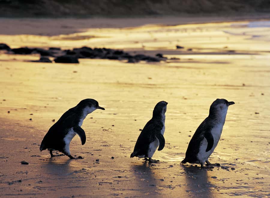 Luxury Phillip Island Tour for Families & Explorers 10 Max - Is $138 a good value?