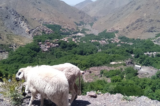 Luxury private day trip - Atlas Mountains, Agafay Desert & camels - From the mountains to the Agafay Desert