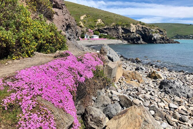 Luxury Private Guided Crater Rim Walk on Banks Peninsula - Should you book the Godley Head walk?