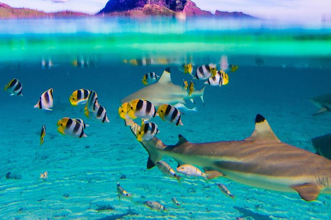 Luxury Private Sunset Cruise and Motu Dinner in Bora-Bora - Is the $1,330.39 price fair?