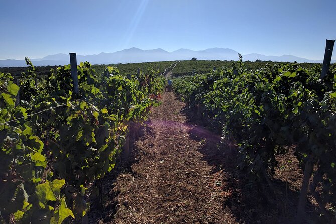 LUXURY PRIVATE Wine Tasting in CRETE (also for CRUISE SHIPS) - Price, value and what is not included