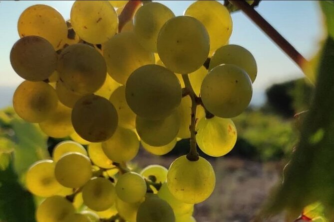 LUXURY PRIVATE Wine Tasting in CRETE (also for CRUISE SHIPS) - Who will enjoy this experience most