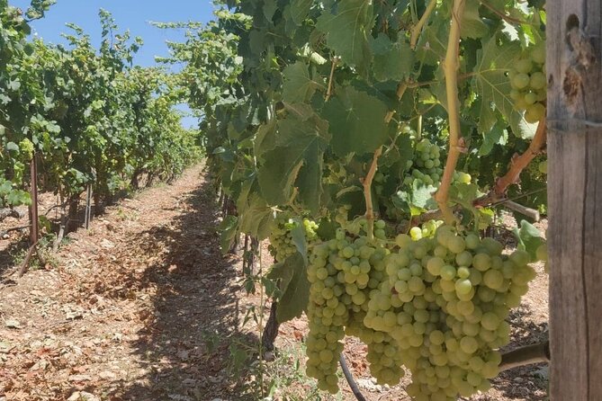 LUXURY PRIVATE Wine Tasting in CRETE (also for CRUISE SHIPS) - Timing, weather and sensible preparation