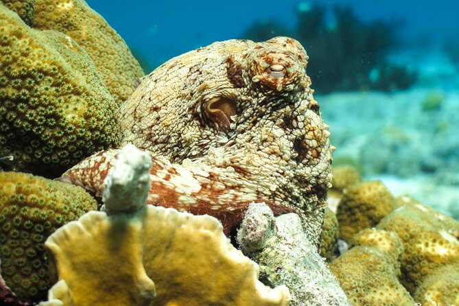 Luxury snorkel trip on a spacious wooden schooner and local lunch - Is $95 a fair price?