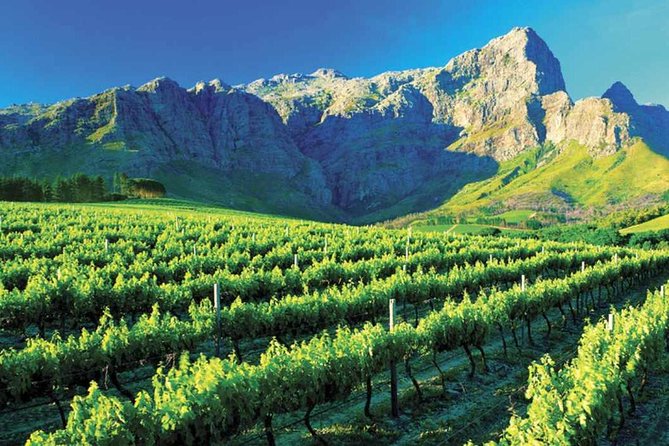 Luxury Wine Tour with Lunch - Paarl begins with cheese and wine