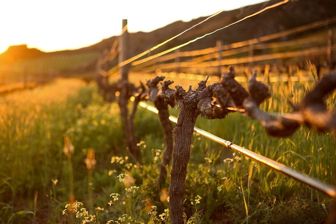 Luxury Wine Tour with Lunch - How the price holds up