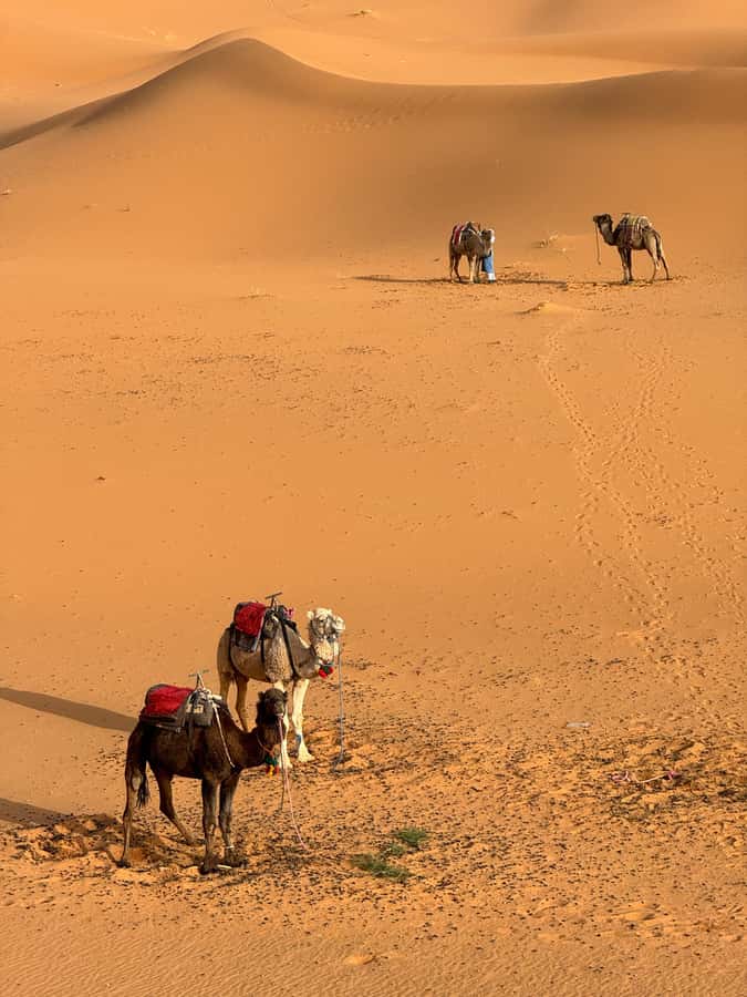 Majestic Desert: 3-Day Luxury Journey from Marrakech to Fes - Day 3: Sunrise, fossils, cedar forests, and Fes