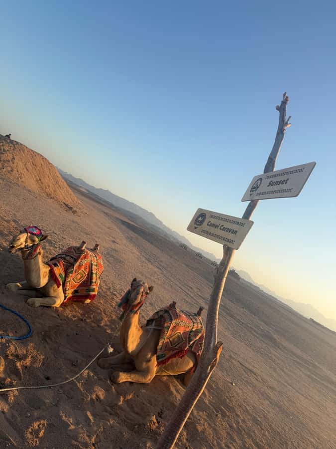 Makadi Bay: BADU Luxury Bedouin Dinner Experience & Stargaze - Camel Riding at Sunset