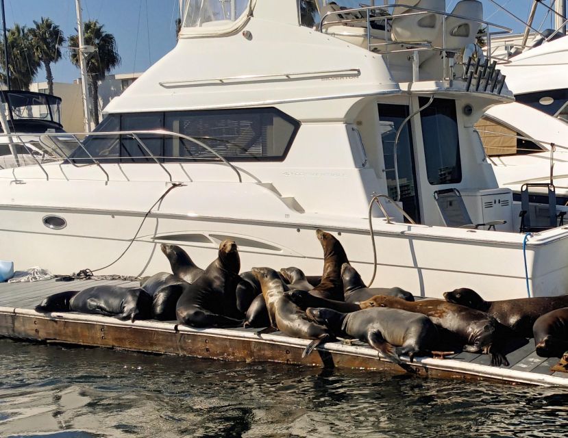 Marina Del Rey Luxury Boat Cruise Wine, Charcuterie Sealions - Price, comfort, and overall value