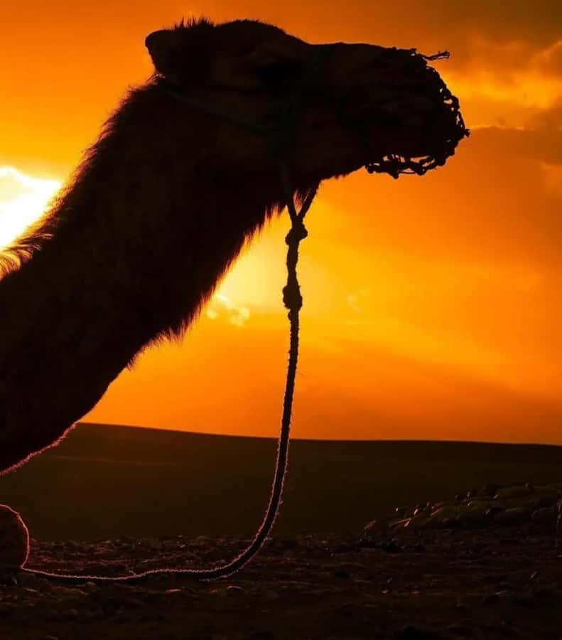 Marrakech : Agafay Desert Sunset Camel Ride & Luxury Dinner - Music, dancing, and a live fire show
