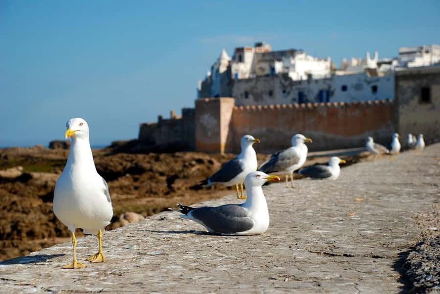 Marrakech: Essaouira Day Trip UNESCO Medina & Skala Fortress - Why Essaouira makes a good break from Marrakech