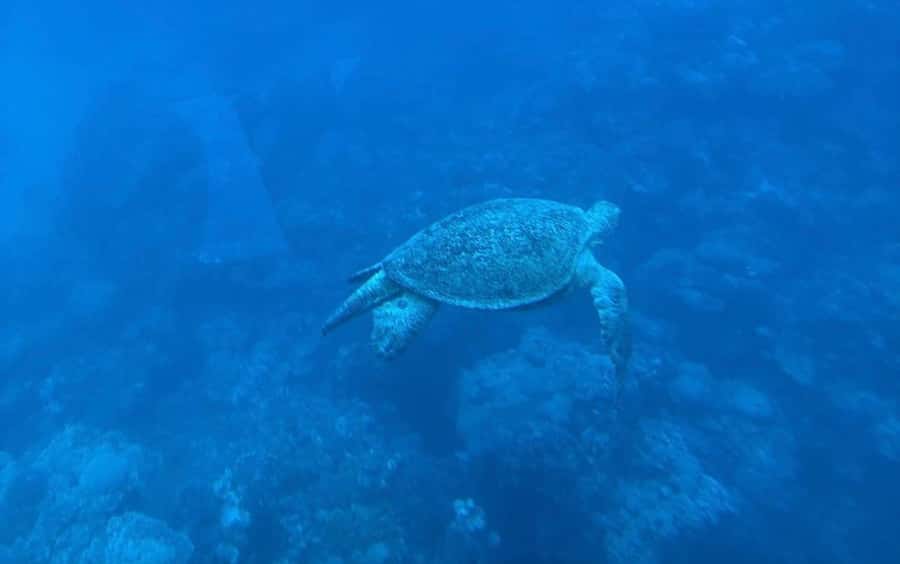 Marsa Alam: Elite vip Turtle bay snorkeling with BBQ Lunch - The early pickup and ride to Port Ghalib