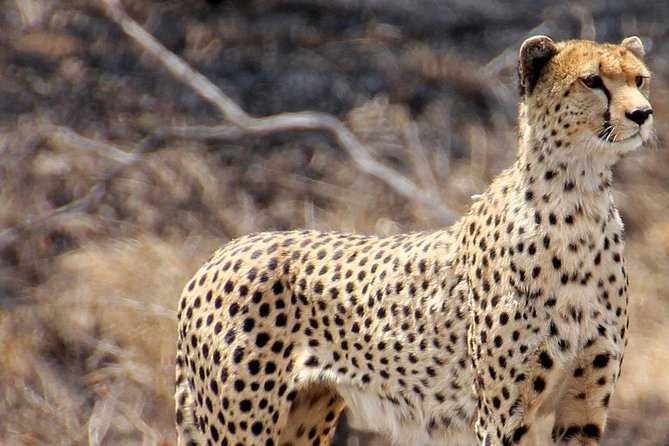 Masai Mara 3 Days Luxury Tented Safari - Who should book this safari?
