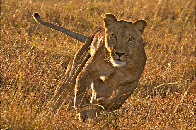 Masai Mara 3 Days Luxury Tented Safari - The luxury tented camp: comfort without losing the safari mood