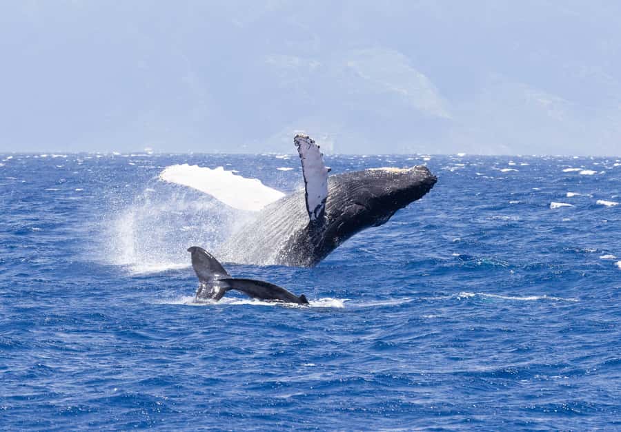 Maui: Ka'anapali Whale Watching Cruise on Luxury Sailboat - Why beach loading from Kaanapali matters