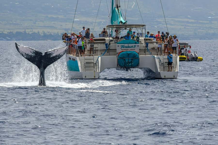 Maui: Ka'anapali Whale Watching Cruise on Luxury Sailboat - What the two-hour cruise feels like